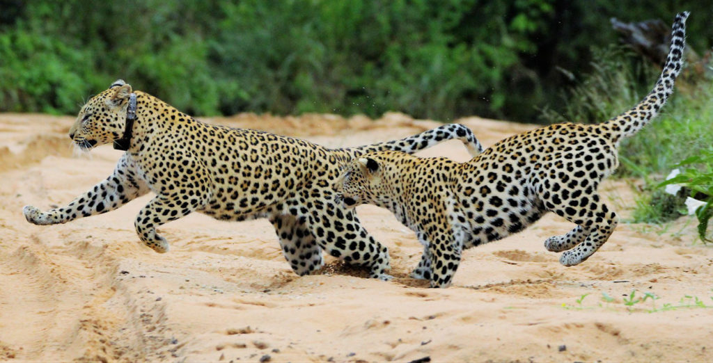 AfriCat UK leopards running through a dry river bed