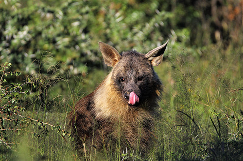 brown hyena research at AfriCat
