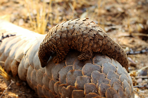baby pangolin on its mother'sd back
