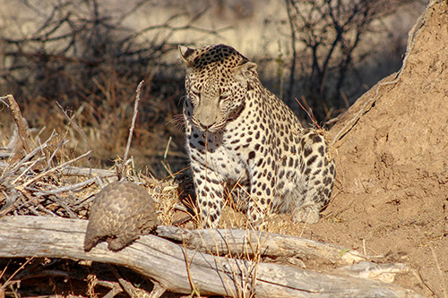 leopard and pangolin research at AfriCat