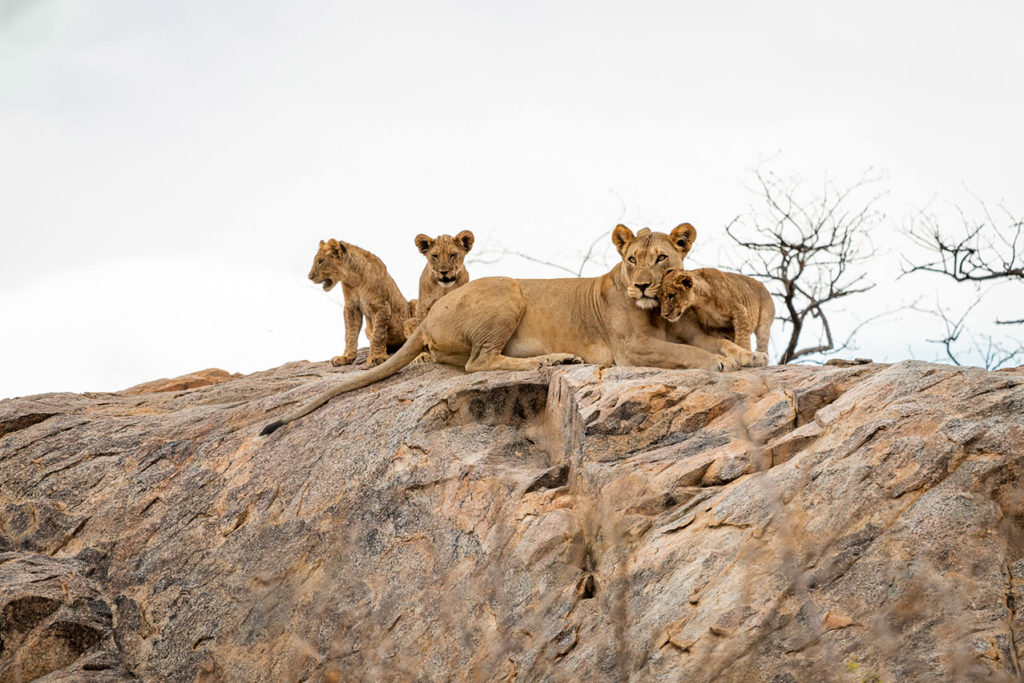 Lioness and cubs in northern Namibia