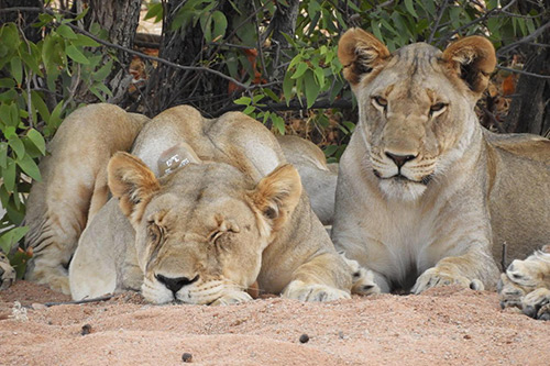 lions relaxing under a tree in Namibia