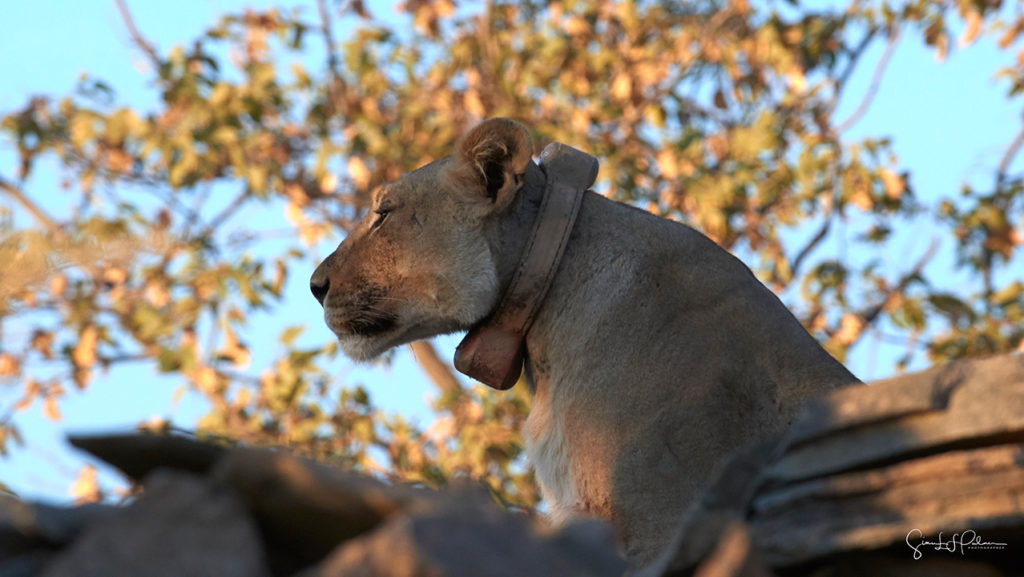 A close up of a collared femal lion being radio tracked by The Namibian Lion Trust