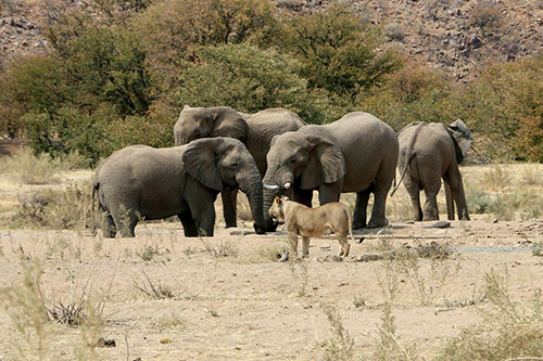 elephants and lion at a water hole Africa