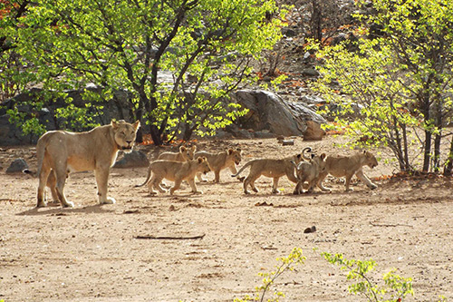 Lion cubs being monitored by The Namibian Lion Trust