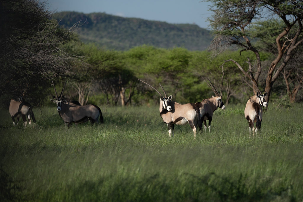 wildlife in the Okonjima Nature Reserve