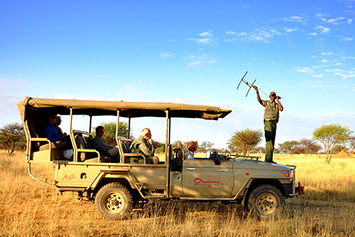 tracking leopard and hyena in the Okonjima Nature reserve whilst on safarijima