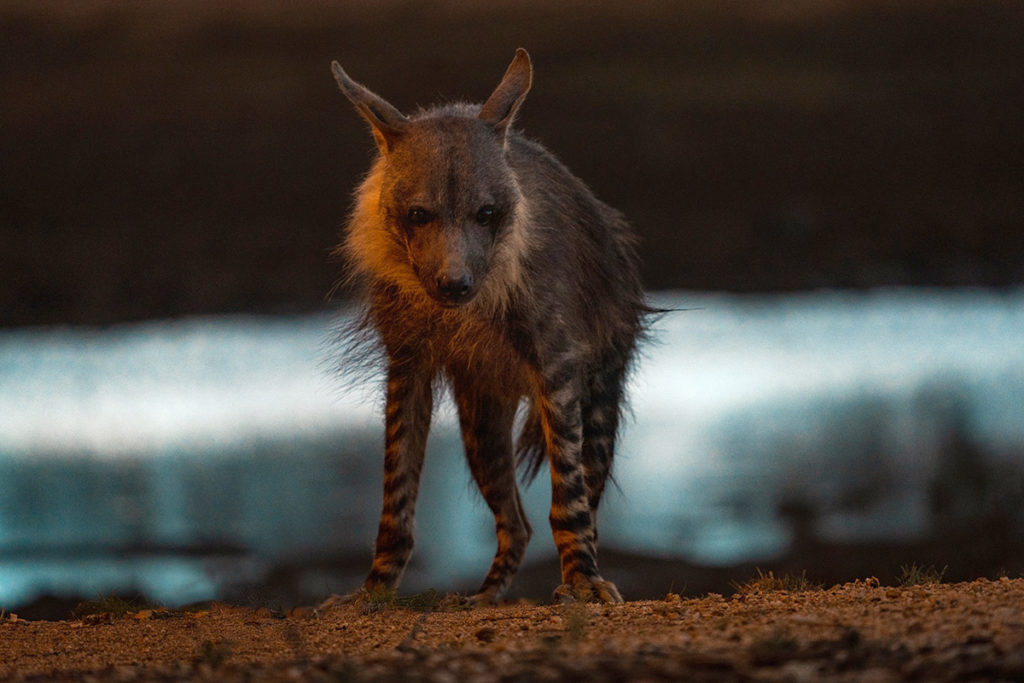 brown hyena in the Okonjima Nature Reserve