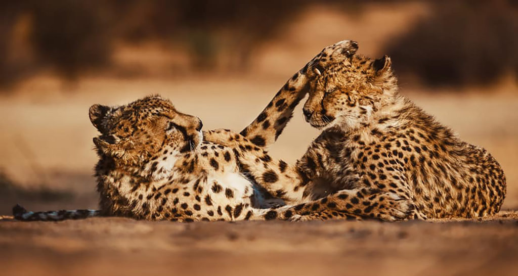 two cheetah's playing together in the Okonjima Nature Reserve