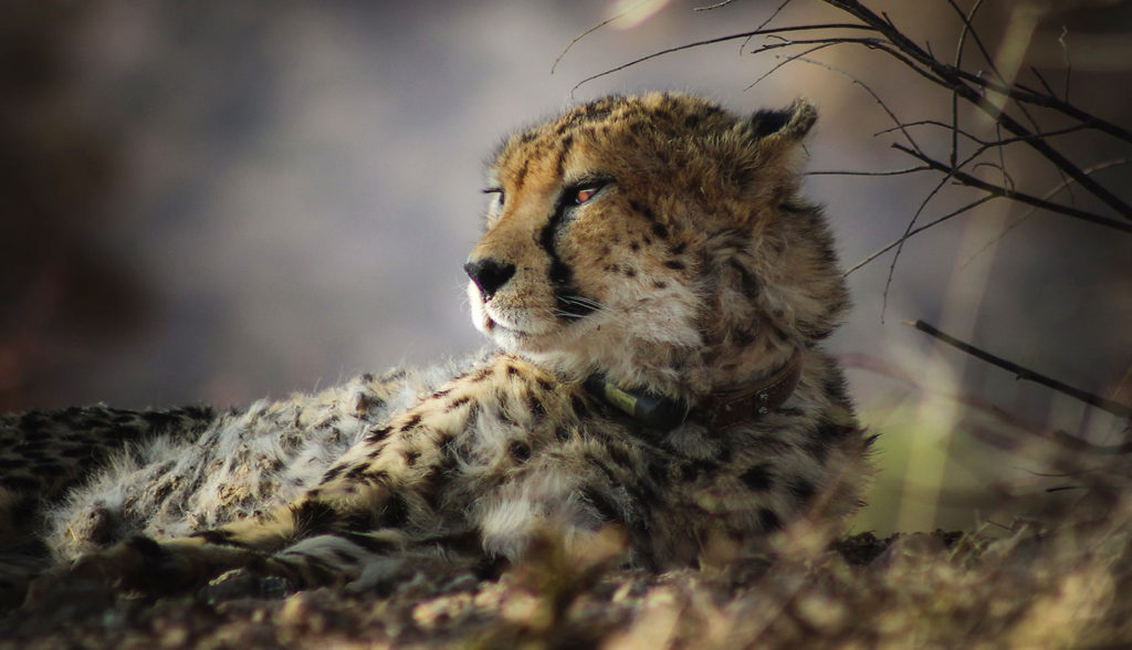 Close up of a collared cheetah released into the Okonjima Nature Reserve