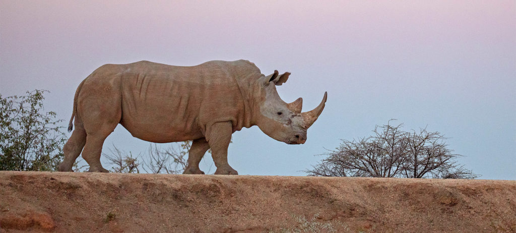help save rhino in Namibia