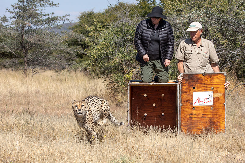 a behind the scenes visitor releasing a cheetah at AfriCat