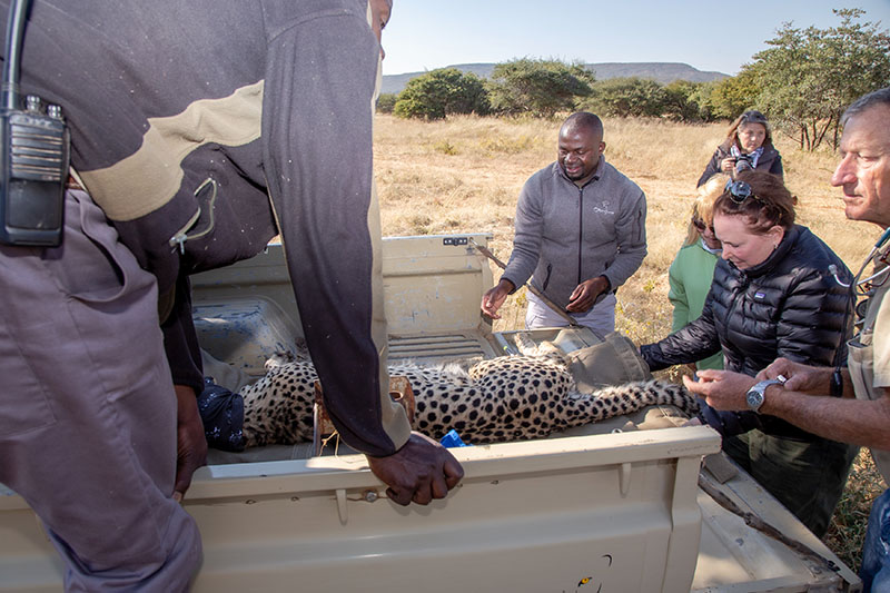 okonjima nature reserve guests on behind the scenes package