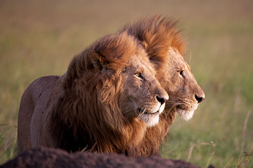 two lions in Namibia