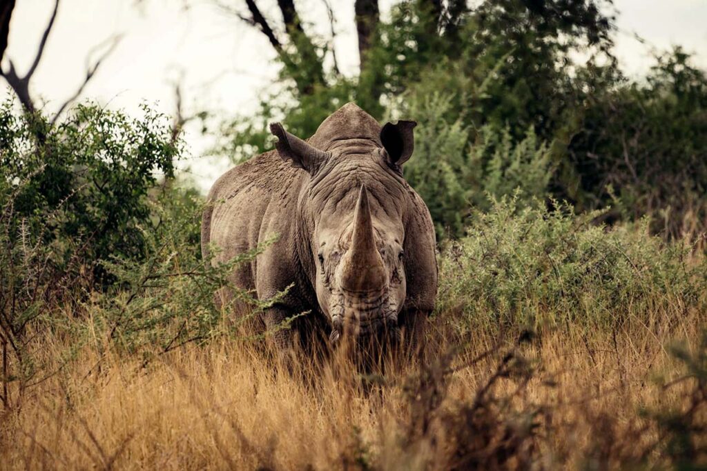 rhino in Namibia