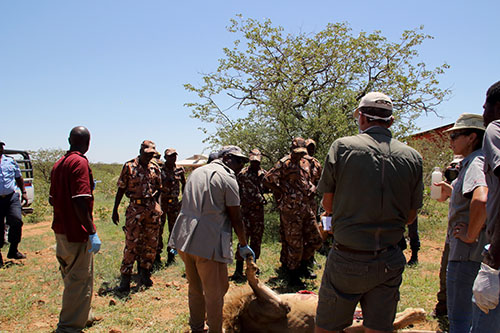 Investigation a lion kill