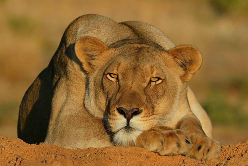 female lioness Namibia