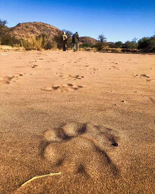 tracking lions