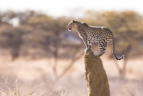 Leopard in the Okonjima Nature Reserve