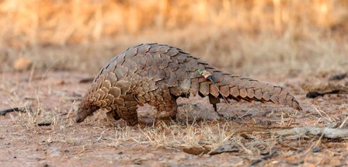 pangolin in the bush in the Okonjima Nature reserve